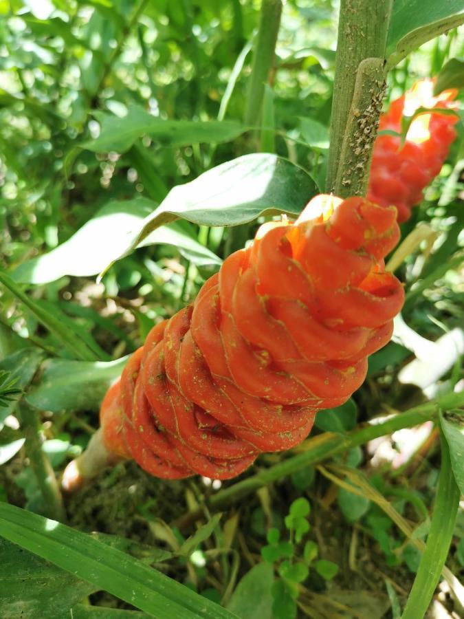 Home Garden Chaeson บ้านสวน ชวนฝัน Lampang Exterior foto