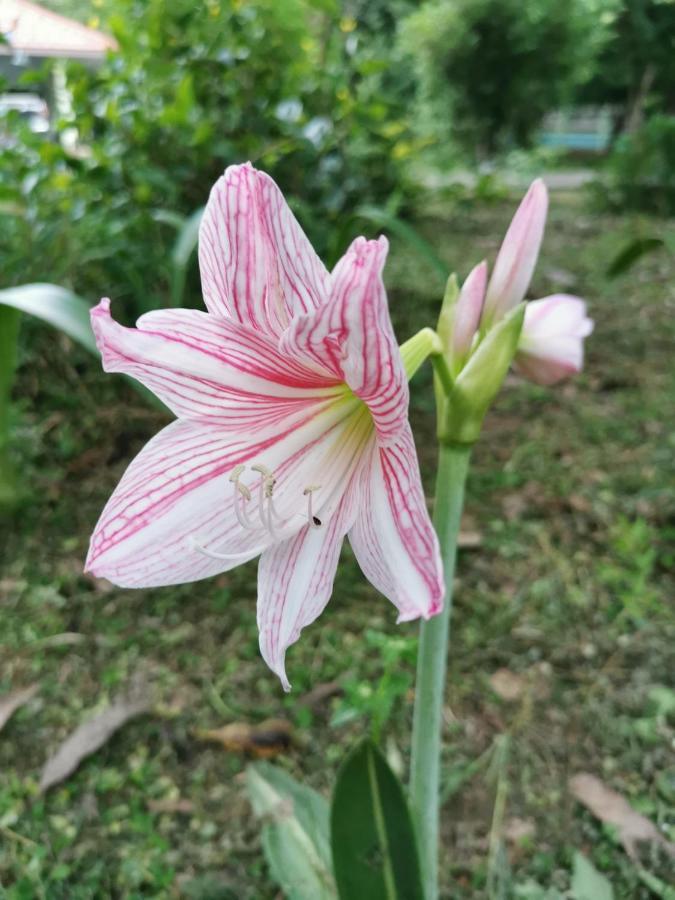 Home Garden Chaeson บ้านสวน ชวนฝัน Lampang Exterior foto